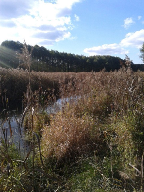 Участок земли под организацию агроусадьбы